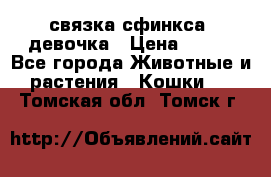 связка сфинкса. девочка › Цена ­ 500 - Все города Животные и растения » Кошки   . Томская обл.,Томск г.